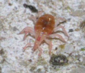 Bdellidae